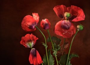 PORTFOLIO - Botanicals