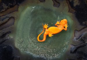 Newt · 2013 · 26 x 18 in.