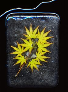 Japanese Maple · 2010 · 20 x 30 in.